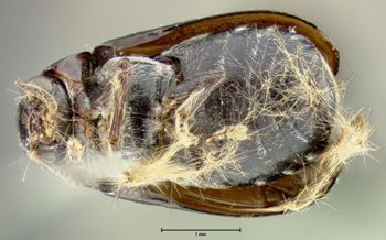 Media type: image;   Entomology 7416 Aspect: habitus ventral view